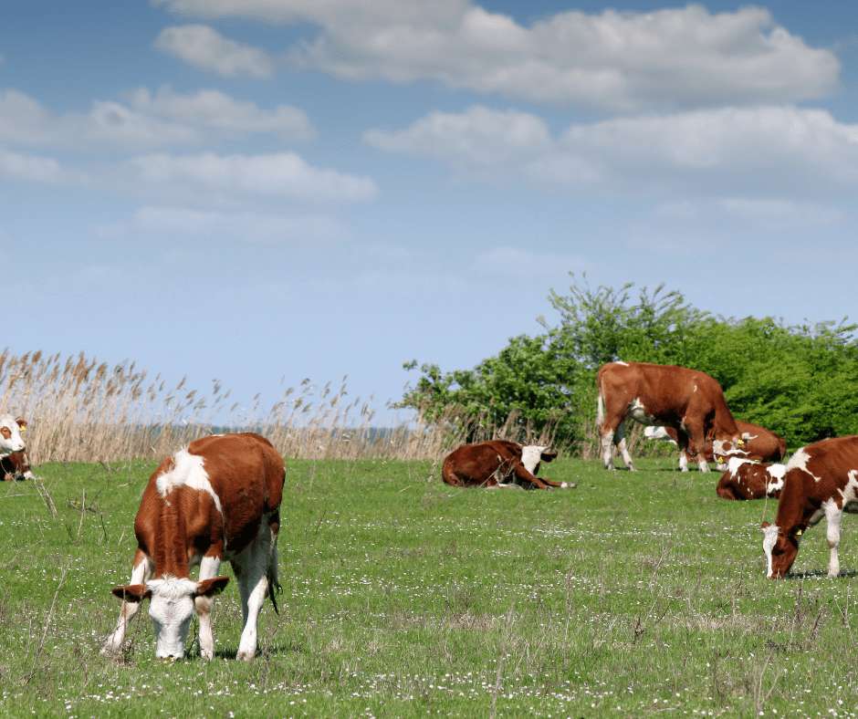 Farms where caw drink water