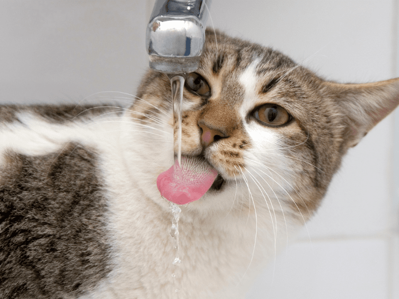 Pets need good water