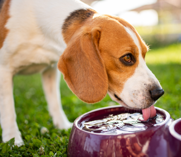 It is important to get treated water for pets